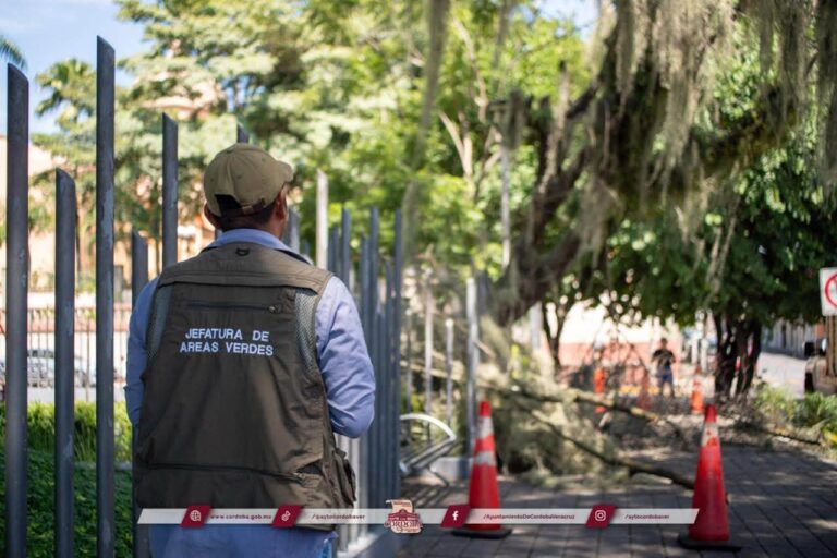 Retiro de árboles secos en parques de Córdoba por seguridad