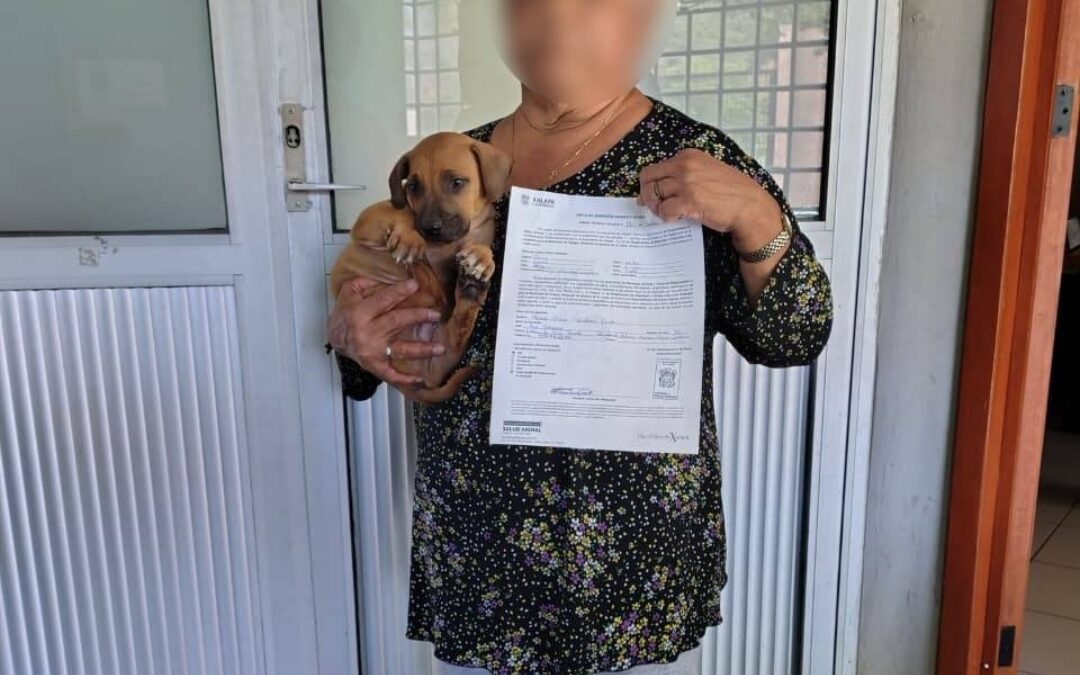 Salud Municipal impulsa adopción de 51 animales en Xalapa