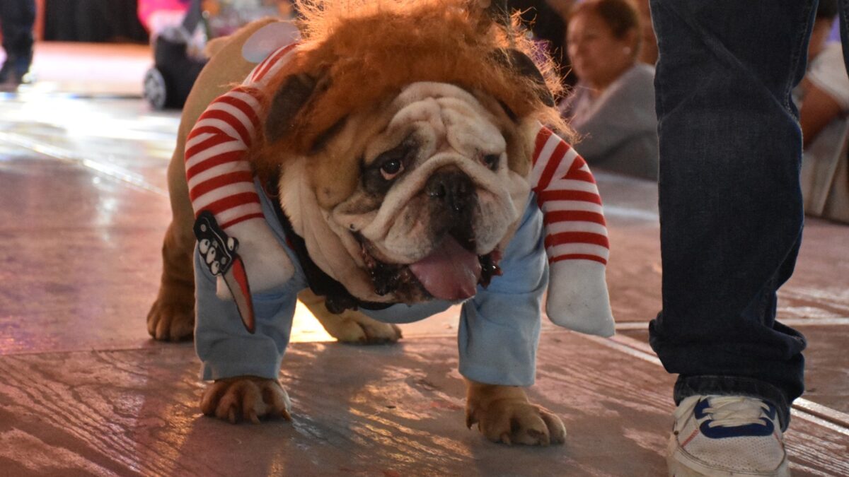 Éxito del concurso de mascotas en Río Blanco