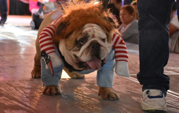 Éxito del concurso de mascotas en Río Blanco