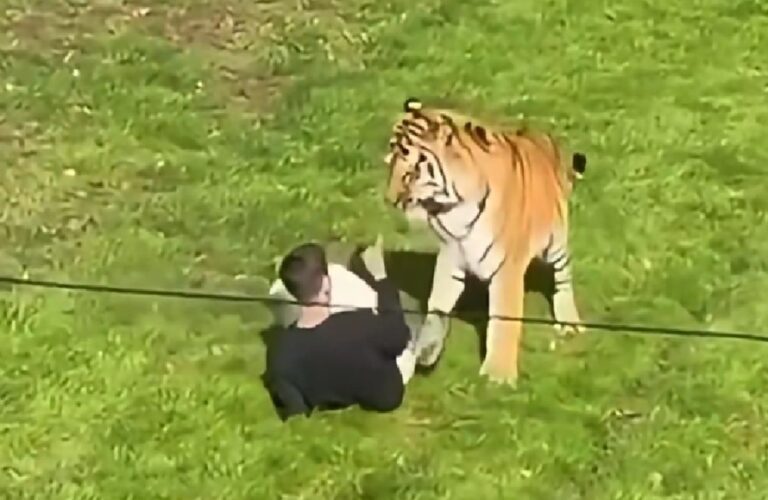 fallece hombre tras ingresar a recinto de tigre en zoológico