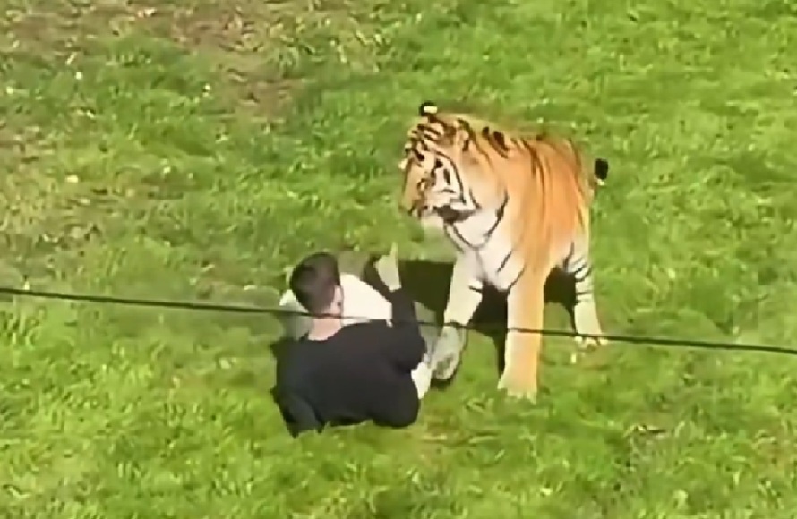 fallece hombre tras ingresar a recinto de tigre en zoológico