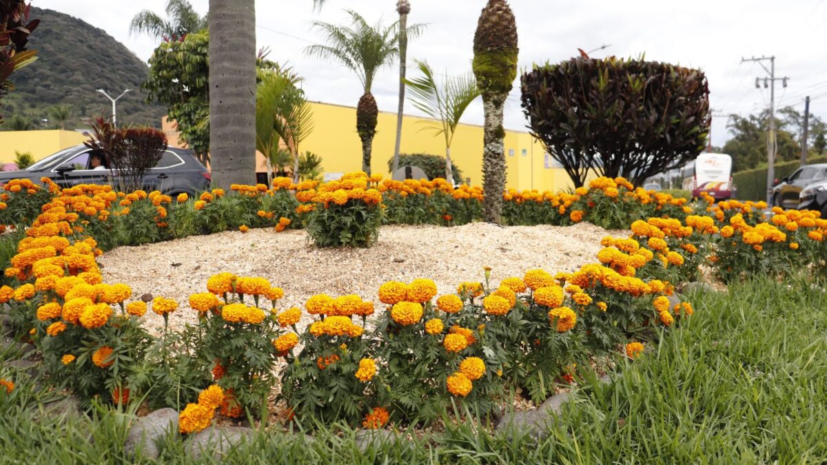 Orizaba embellece su entorno con cempasúchil por Día de Muertos