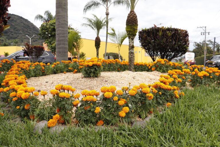 Orizaba embellece su entorno con cempasúchil por Día de Muertos