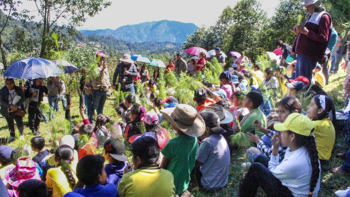 Reforestación de 55.5 hectáreas en Alpatláhuac
