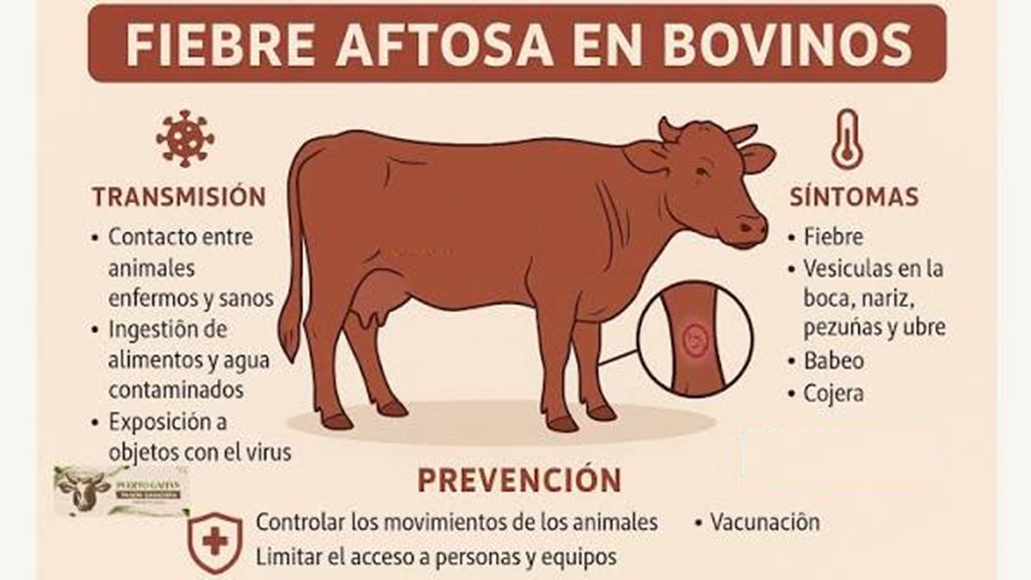 Sonora detiene exportaciones ganaderas por fiebre aftosa sospechada