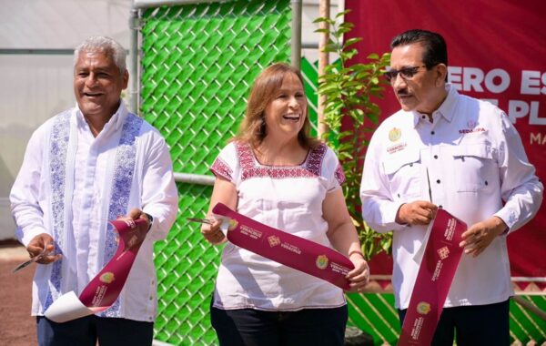 Veracruz producirá 200 mil plantas de cítricos este año