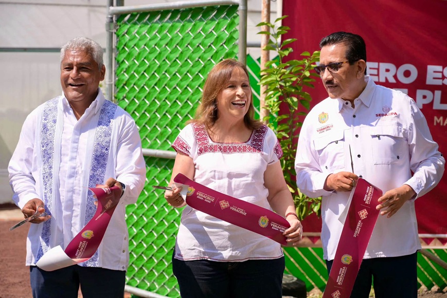 Veracruz producirá 200 mil plantas de cítricos este año